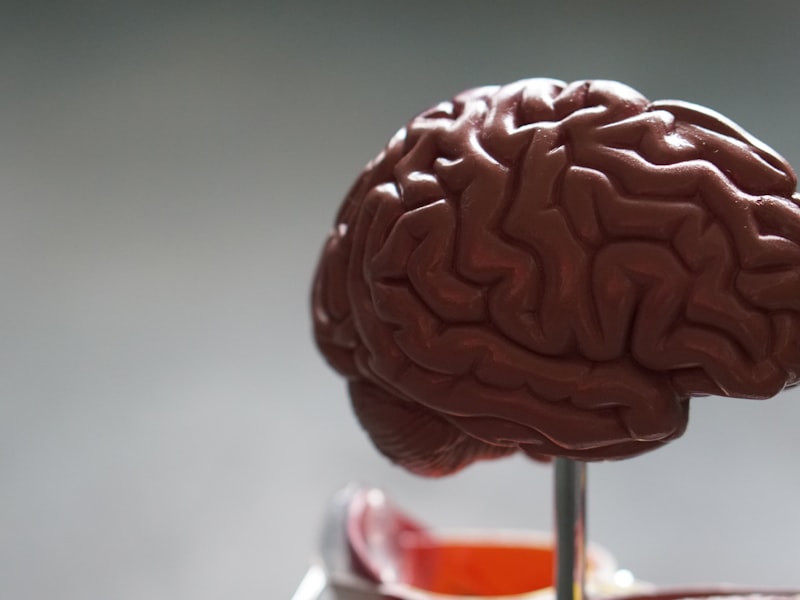 brain